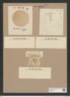 Coscinodiscus clivosus Pant. (de-Toni-Nr.: Genus 202, Species 5138) Zeichnungen Sammlung Grunow Nr. 8891 (NHMW-BOT-W0378543)